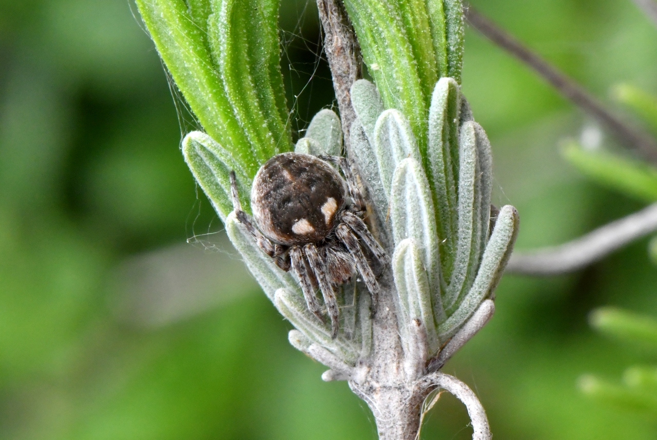 Agalenatea redii (Scopoli, 1763) - Epeire de velours