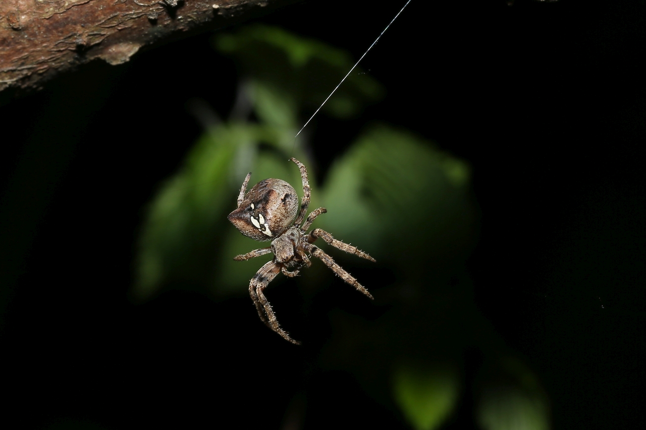 Araneus angulatus Clerck, 1758 - Epeire angulaire