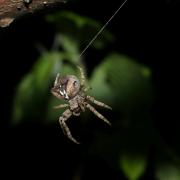 Araneus angulatus Clerck, 1758 - Epeire angulaire