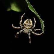 Araneus angulatus Clerck, 1758 - Epeire angulaire