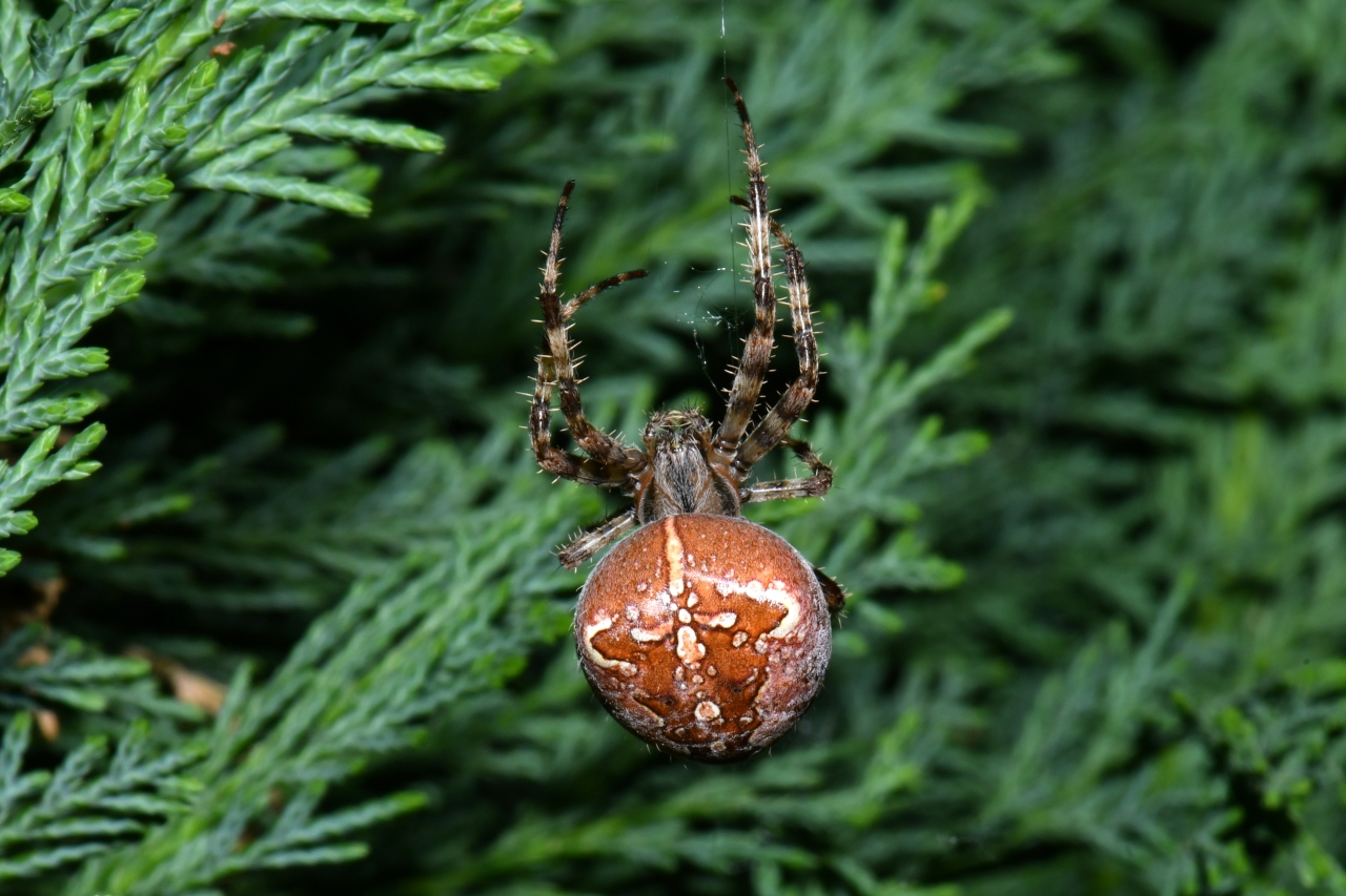 Araneus diadematus Clerck, 1758 - Epeire diadème (femelle)