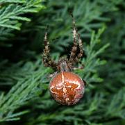 Araneus diadematus Clerck, 1758 - Epeire diadème (femelle)