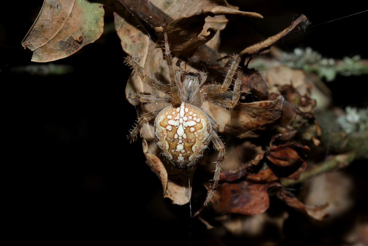 Araneus diadematus Clerck, 1758 - Epeire diadème (femelle)