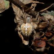 Araneus diadematus Clerck, 1758 - Epeire diadème (femelle)