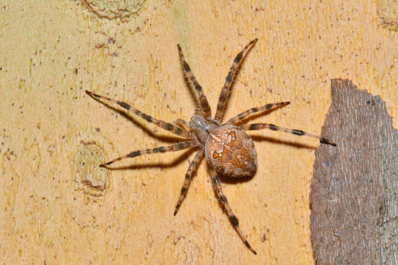 Araneus diadematus Clerck, 1758 - Epeire diadème