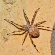 Araneus diadematus Clerck, 1758 - Epeire diadème