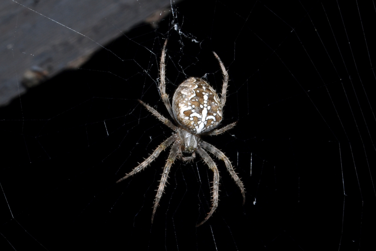 Araneus diadematus Clerck, 1758 - Epeire diadème (femelle)