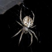 Araneus diadematus Clerck, 1758 - Epeire diadème (femelle)