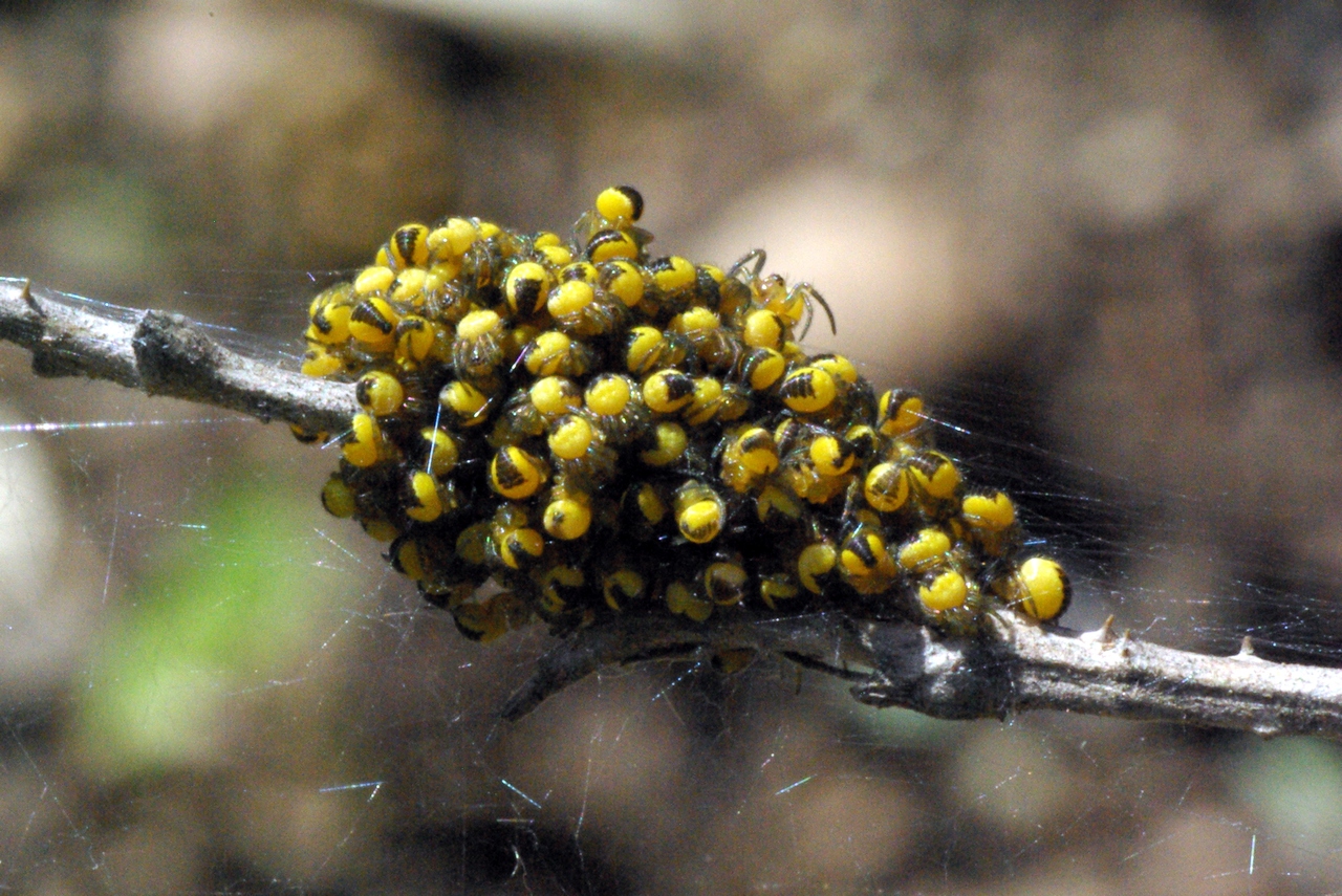 Araneus diadematus Clerck, 1758 - Epeire diadème (pouponnière)