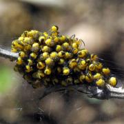 Araneus diadematus Clerck, 1758 - Epeire diadème (pouponnière)