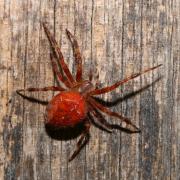 Araneus diadematus Clerck, 1758 - Epeire diadème (femelle)