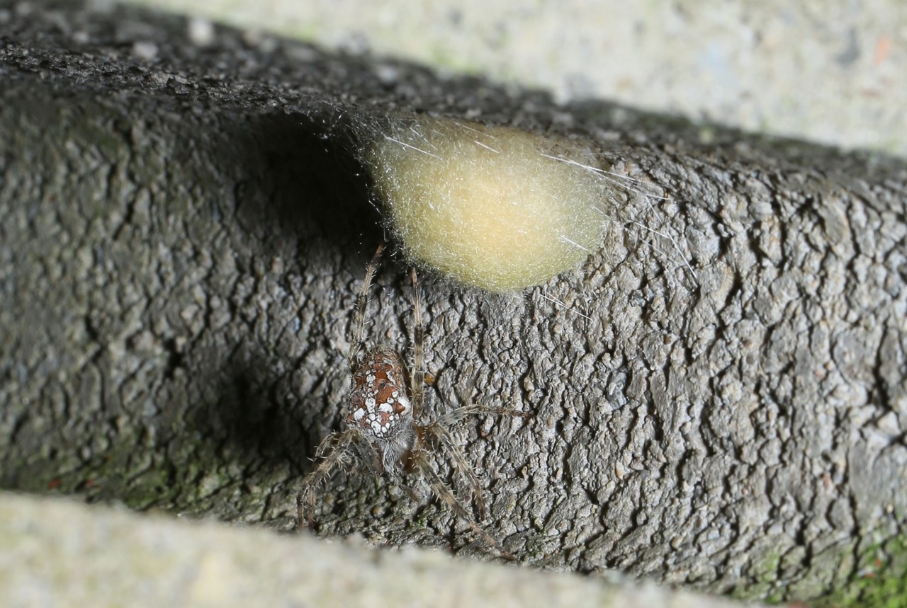 Araneus diadematus Clerck, 1758 - Epeire diadème (femelle et son cocon)