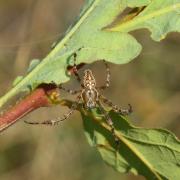 Araneus diadematus Clerck, 1758 - Epeire diadème (mâle)