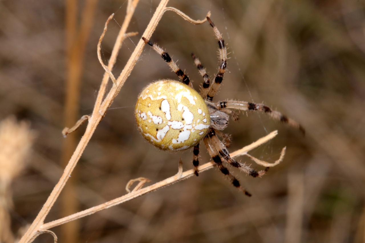 Araneus quadratus Clerck, 1758 - Epeire à quatre points (femelle)