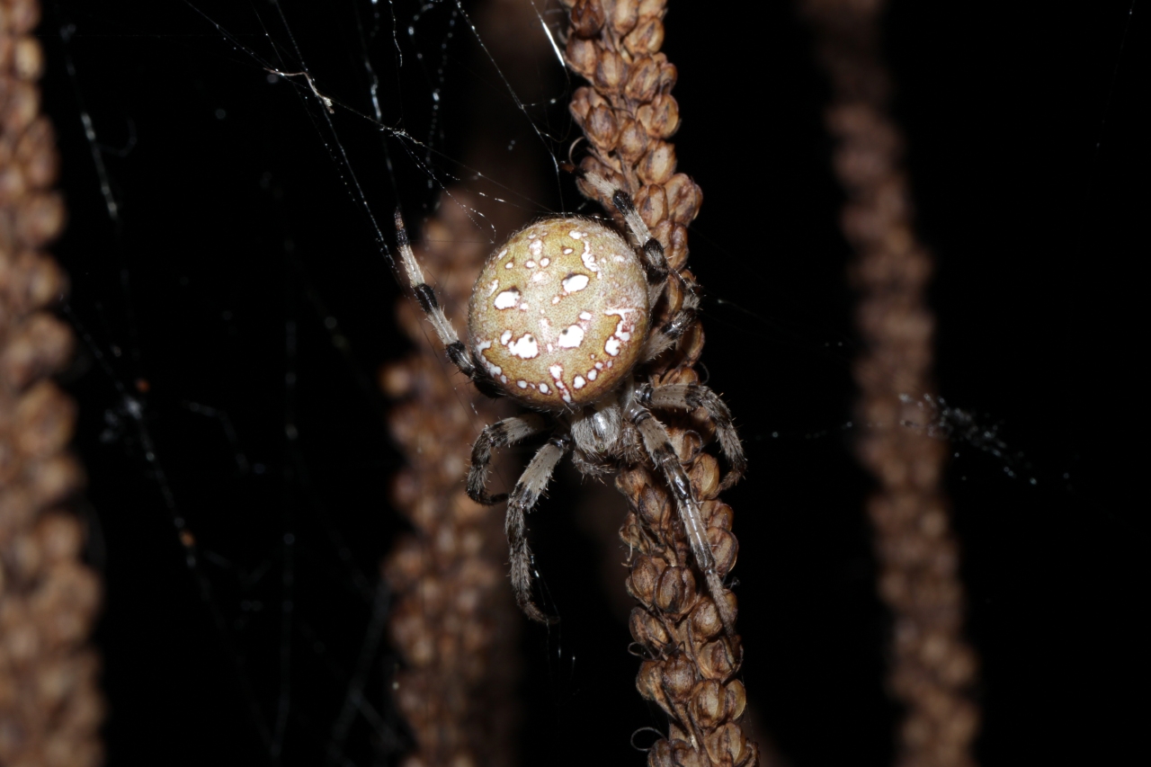 Araneus quadratus Clerck, 1758 - Epeire à quatre points