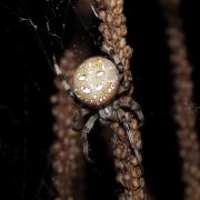 Araneus quadratus Clerck, 1758 - Epeire à quatre points