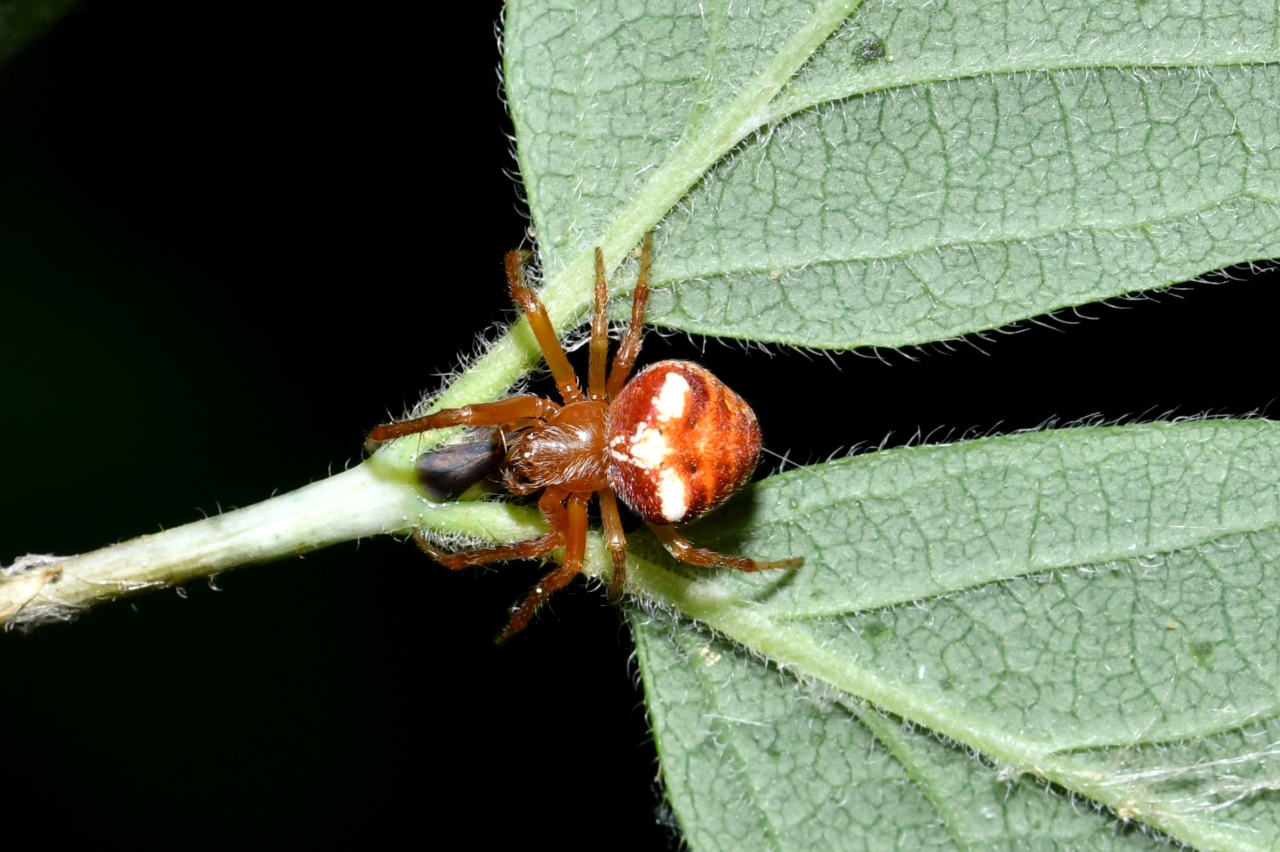 Araneus sturmi / triguttatus