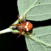 Araneus sturmi / triguttatus