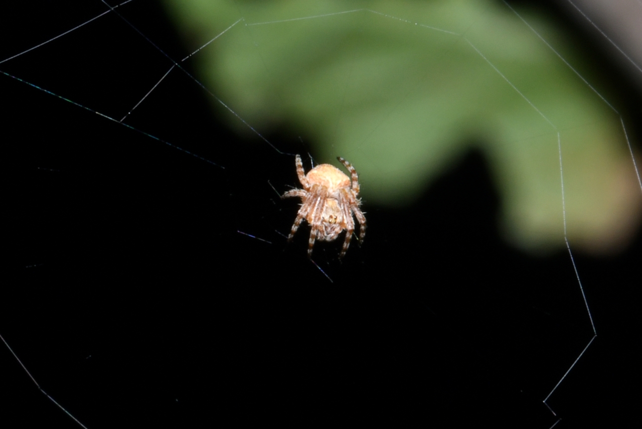 Araneus sturmi / triguttatus