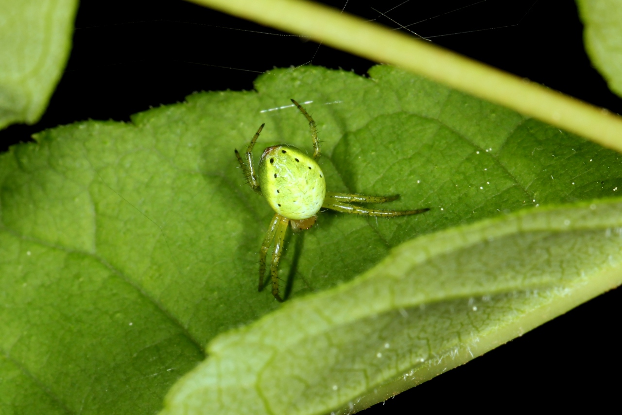 Araniella sp - Epeire courge, Epeire concombre (femelle)