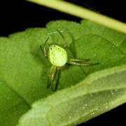 Araniella sp - Epeire courge, Epeire concombre (femelle)