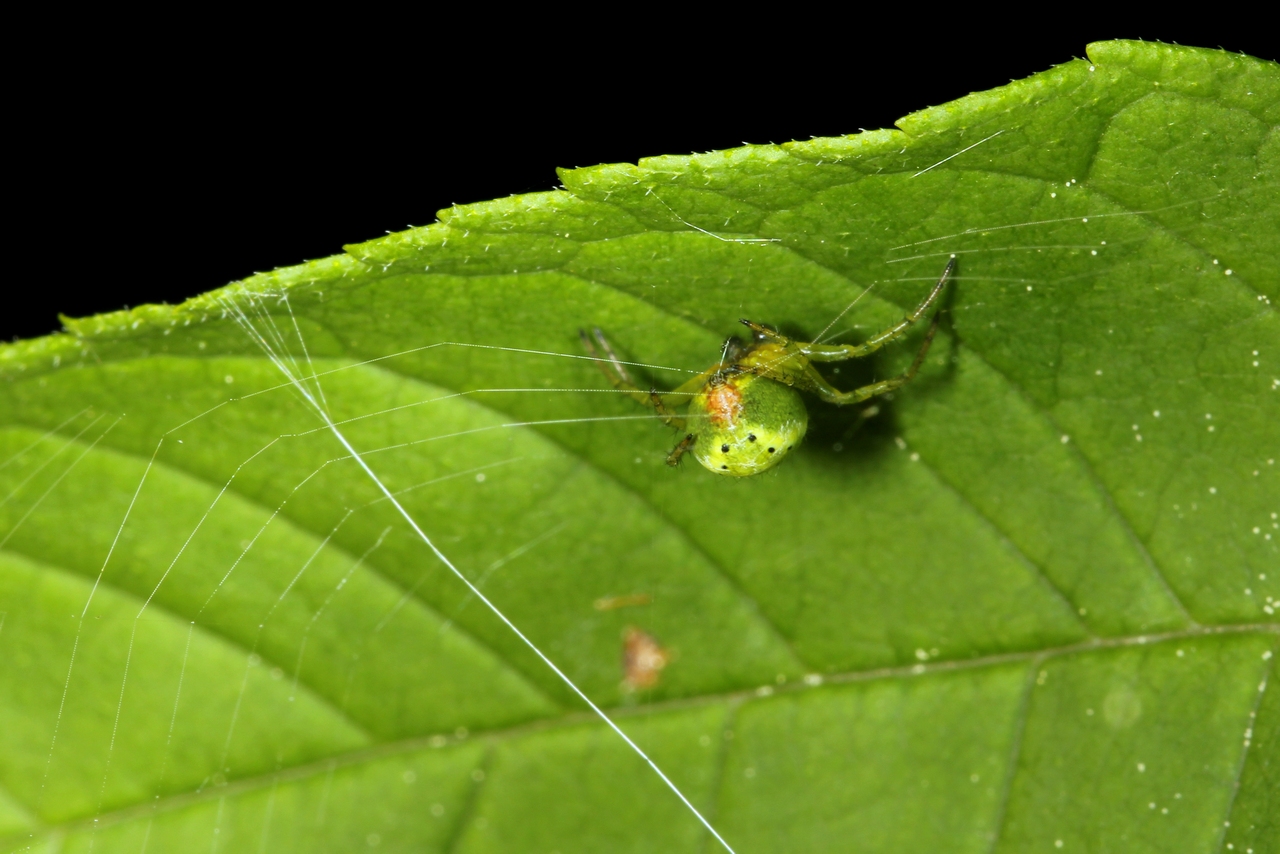 Araniella sp - Epeire courge, Epeire concombre (femelle)
