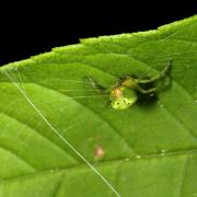 Araniella sp - Epeire courge, Epeire concombre (femelle)