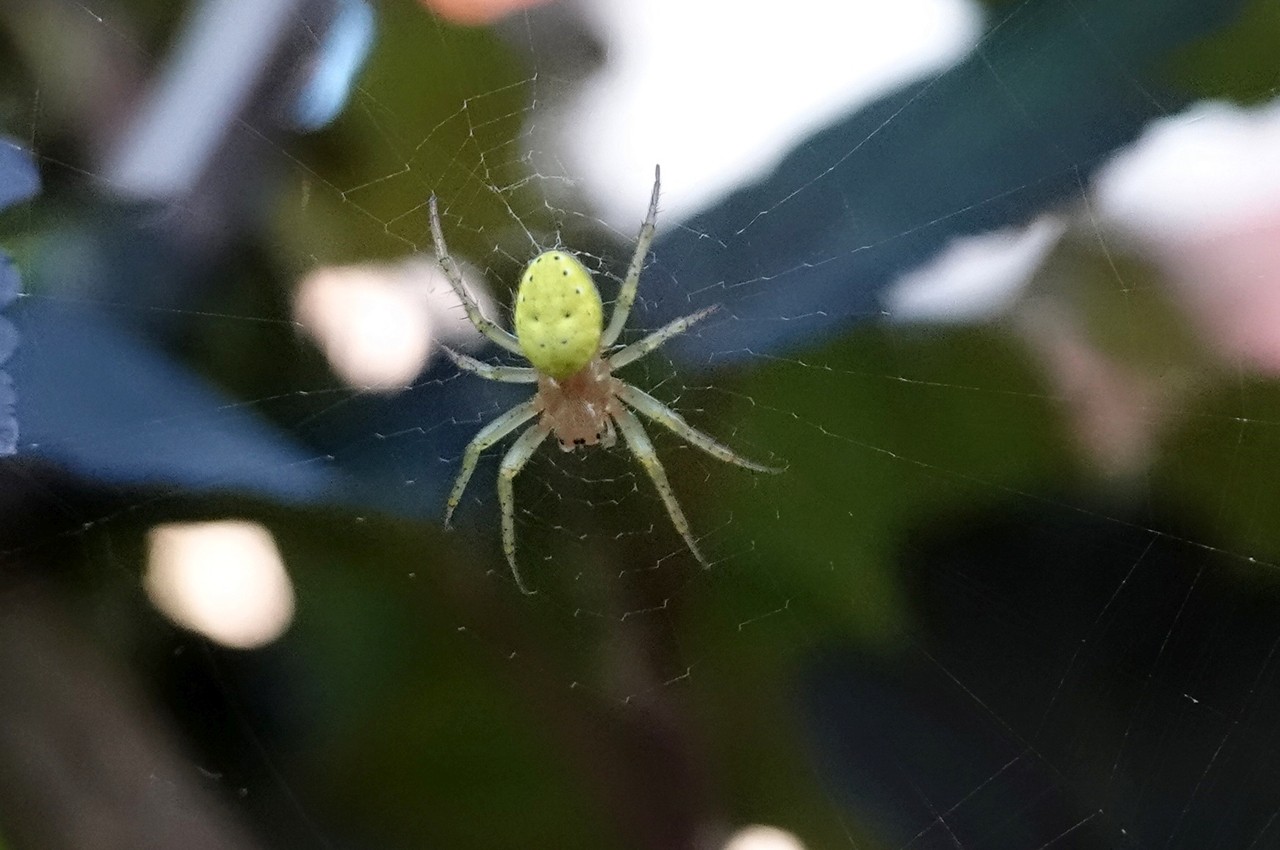 Araniella sp - Epeire courge, Epeire concombre