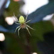 Araniella sp - Epeire courge, Epeire concombre