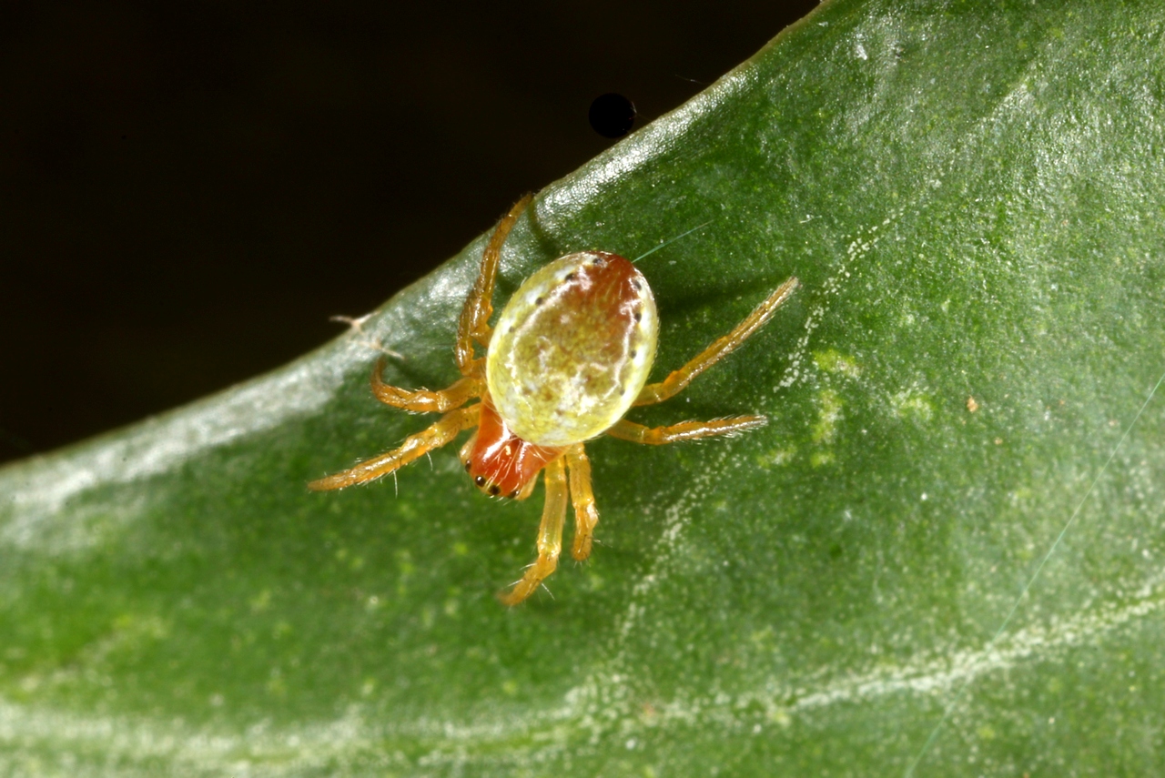 Araniella sp - Epeire courge, Epeire concombre (femelle)