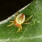 Araniella sp - Epeire courge, Epeire concombre (femelle)