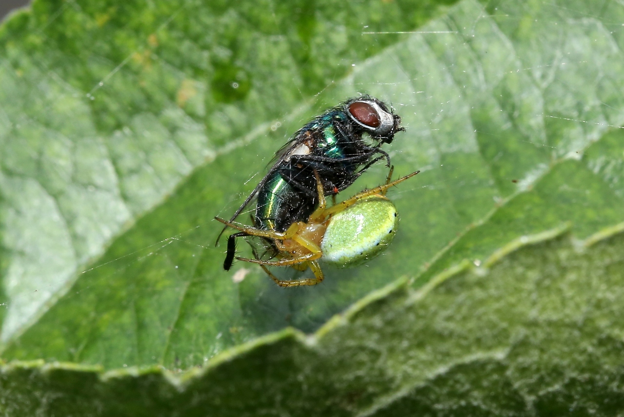 Araniella sp - Epeire courge, Epeire concombre (femelle)