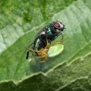 Araniella sp - Epeire courge, Epeire concombre (femelle)