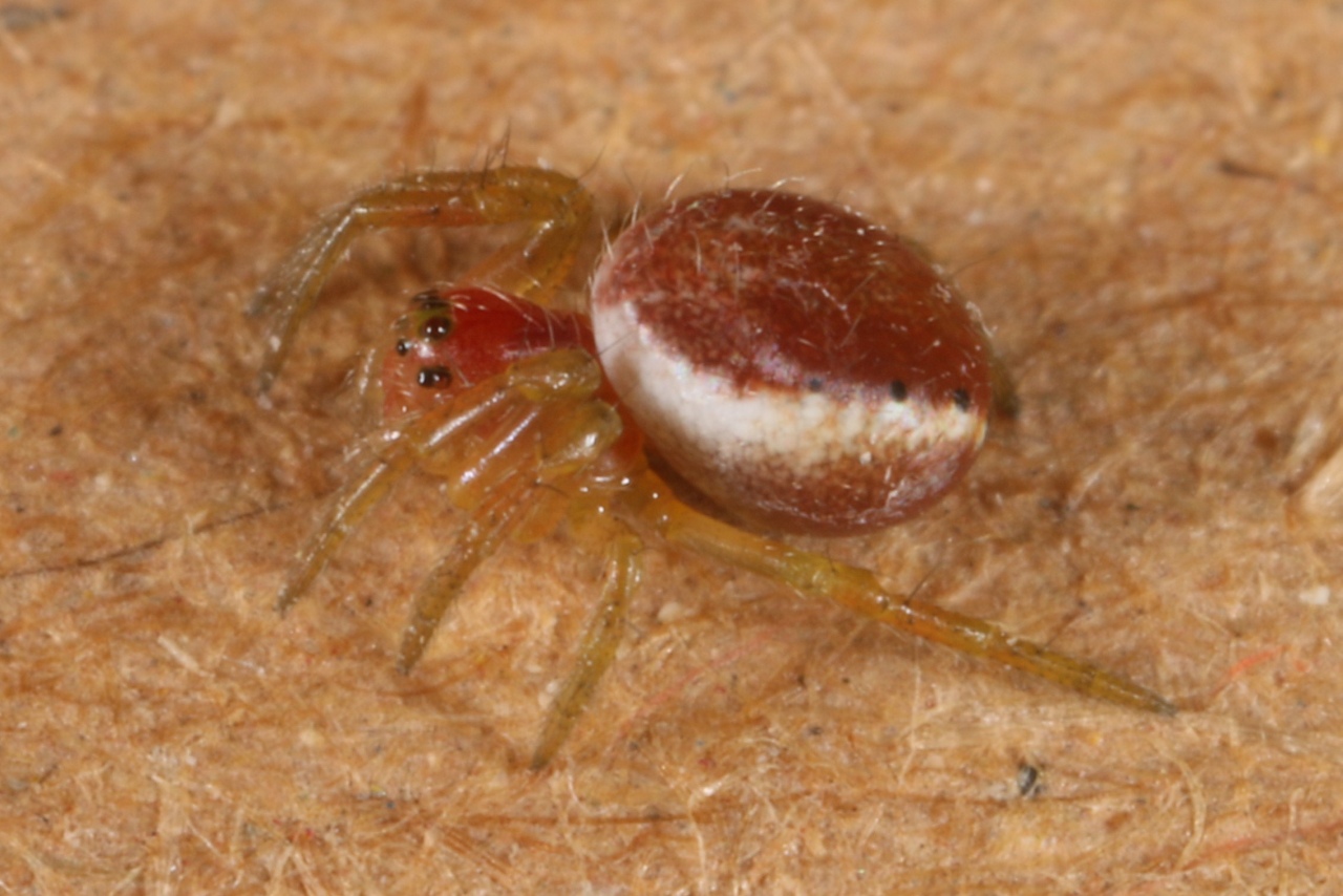 Araniella sp - Epeire courge, Epeire concombre (femelle)