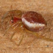 Araniella sp - Epeire courge, Epeire concombre (femelle)