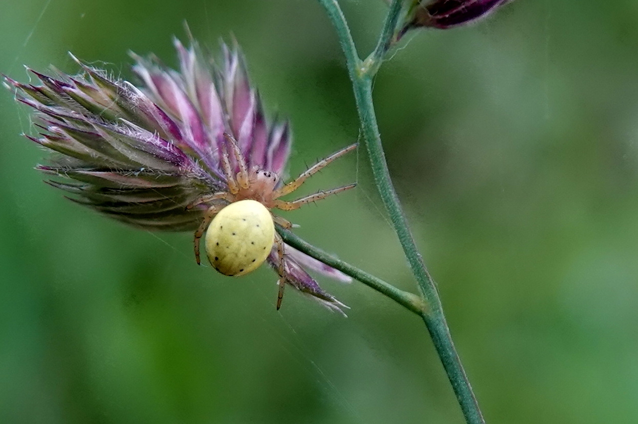 Araniella sp - Epeire courge, Epeire concombre (femelle)