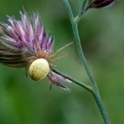 Araniella sp - Epeire courge, Epeire concombre (femelle)