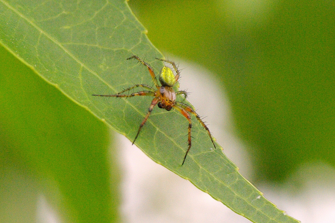 Araniella sp - Epeire courge, Epeire concombre (mâle)