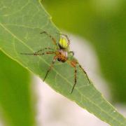 Araniella sp - Epeire courge, Epeire concombre (mâle)