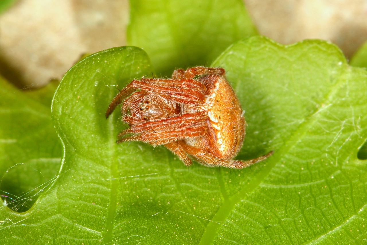 Araneus sturmi / triguttatus