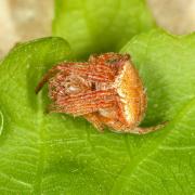 Araneus sturmi / triguttatus