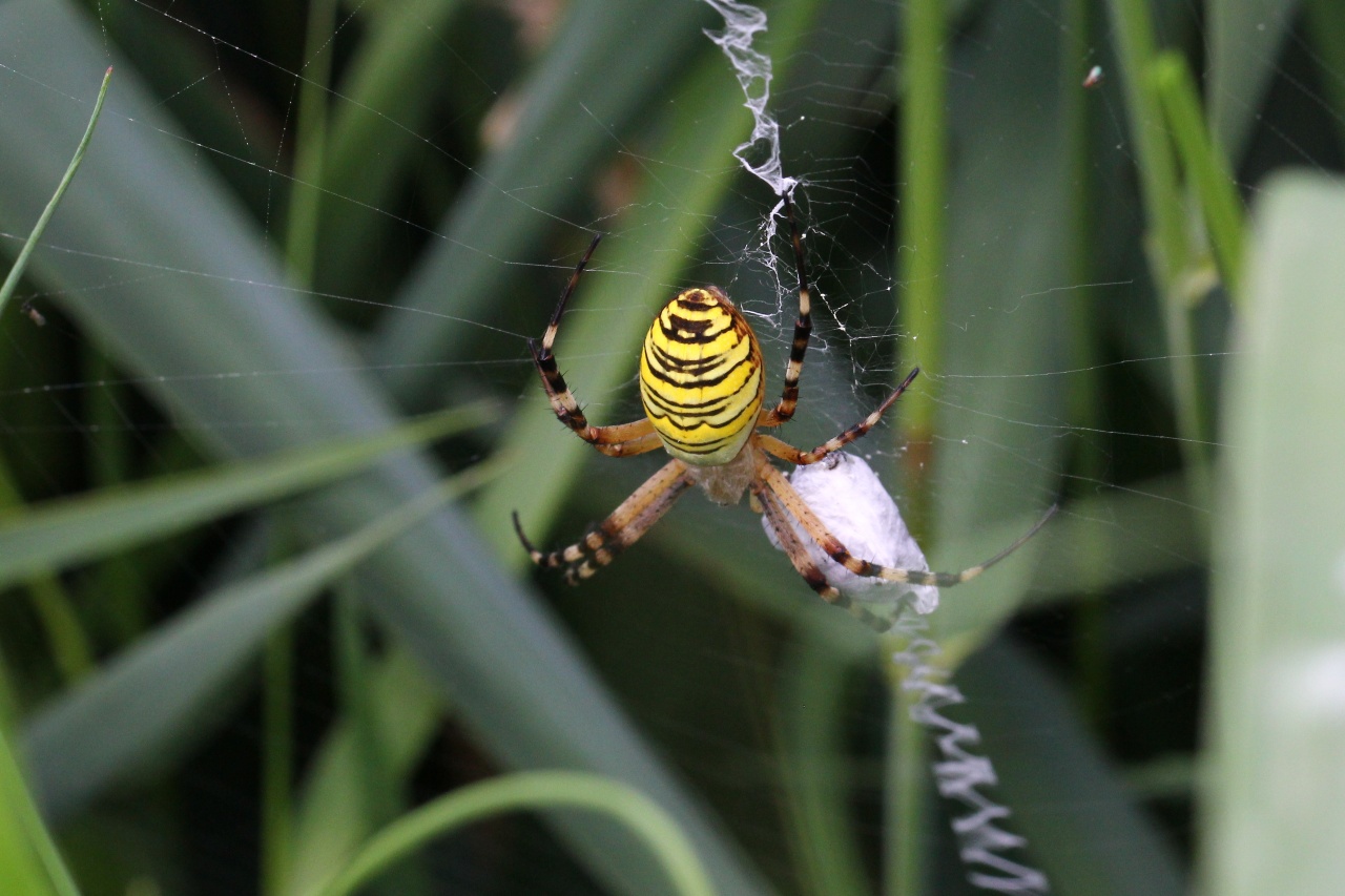 Argiope bruennichi (Scopoli, 1772) - Epeire frelon (femelle)