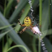 Argiope bruennichi (Scopoli, 1772) - Epeire frelon (femelle)