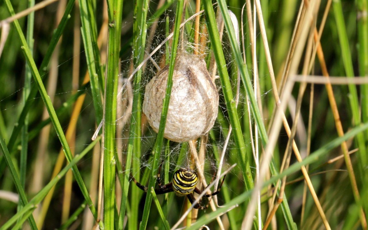 Argiope bruennichi (Scopoli, 1772) - Epeire frelon (cocon)