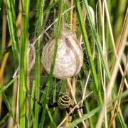 Argiope bruennichi (Scopoli, 1772) - Epeire frelon (cocon)