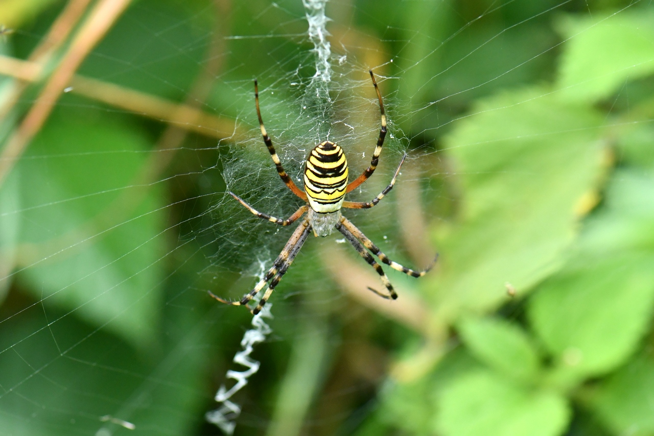 Argiope bruennichi  (Scopoli, 1772) - Epeire frelon (femelle)