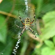 Argiope bruennichi  (Scopoli, 1772) - Epeire frelon (femelle)