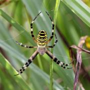 Argiope bruennichi (Scopoli, 1772) - Epeire frelon (femelle)