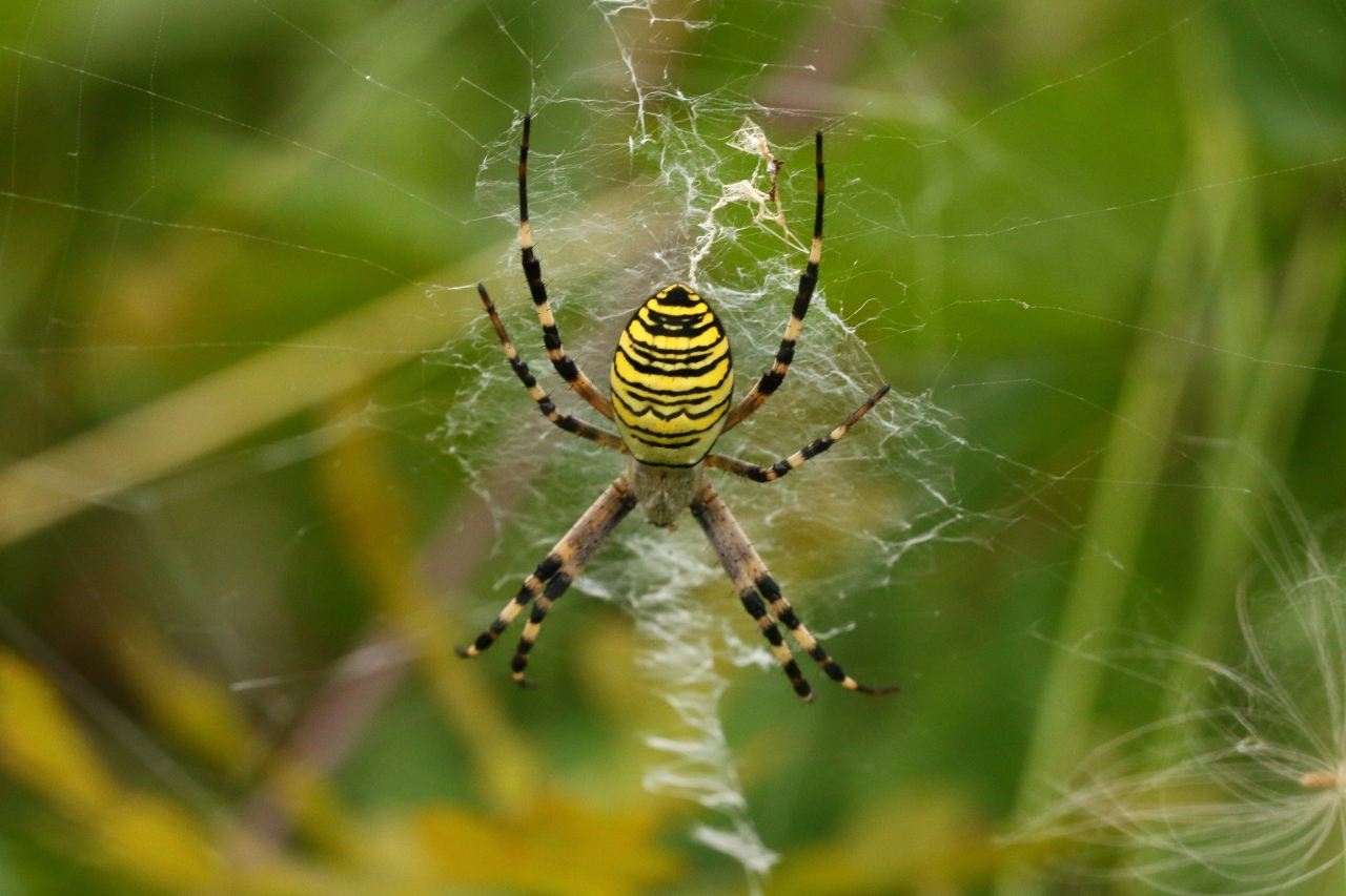 Argiope bruennichi (Scopoli, 1772) - Epeire frelon (femelle)