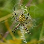 Argiope bruennichi (Scopoli, 1772) - Epeire frelon (femelle)